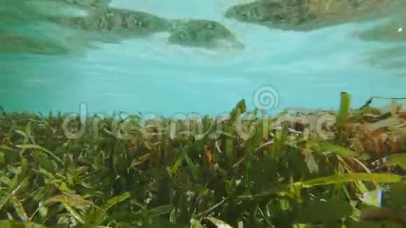 在海草床上旅行视频的预览图