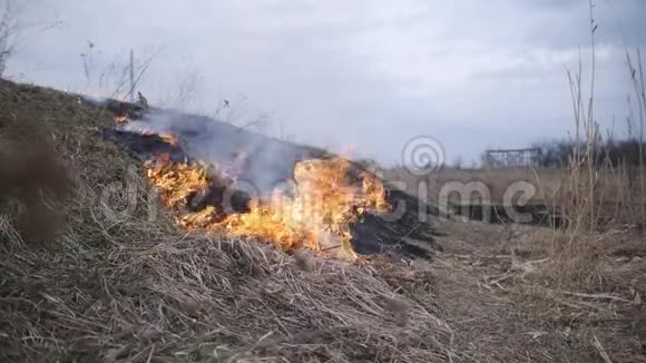 干芦苇草烧在河上生态灾难火和烟毁灭了所有的生命视频的预览图