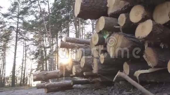 在夕阳的映衬下森林里有一大摞原木用来采伐出口木材和工业用木材视频的预览图