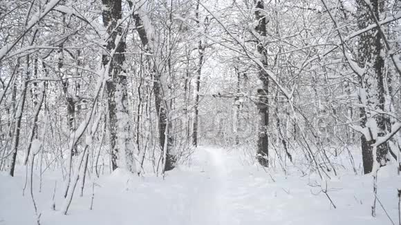 美丽的树林在雪中蜷缩视频的预览图