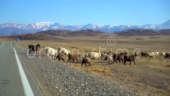 成群的大羊在移动在山岭上奔跑农村肉类羊毛羊肉农业乡村视频的预览图