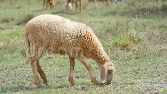 一只羊在田野上散步和吃草视频的预览图