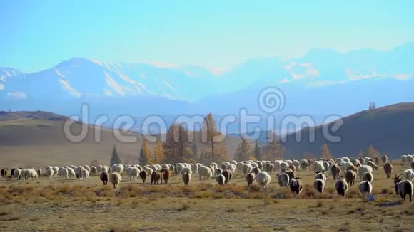 成群的大羊在移动在山岭上奔跑牧场农村肉类羊毛羊肉农业乡村视频的预览图
