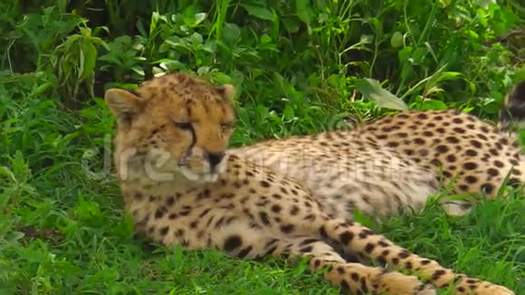 在Ngorongoro保护区睡觉的猎豹视频的预览图
