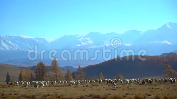 成群的大羊在移动在山岭上奔跑农村肉羊视频的预览图