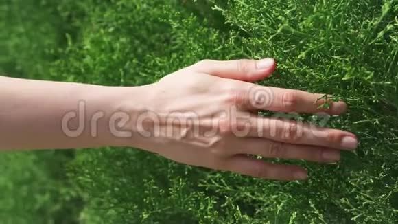 女人的手在嫩绿的叶子上缓慢地滑动女性手触摸灌木丛表面视频的预览图