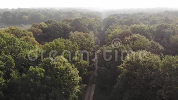 穿过橡树林淡淡的薄雾和阳光前方飞行技术空中视野视频的预览图