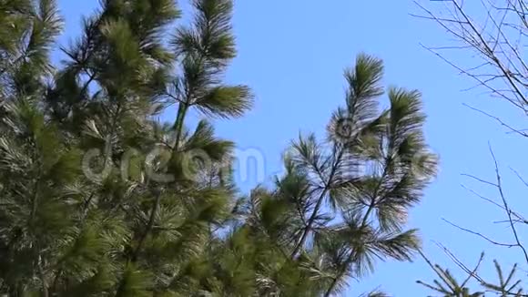 风吹动针叶松的树枝视频的预览图