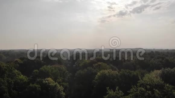 穿过橡树林早晨的时间平稳向上攀爬空中射击视频的预览图
