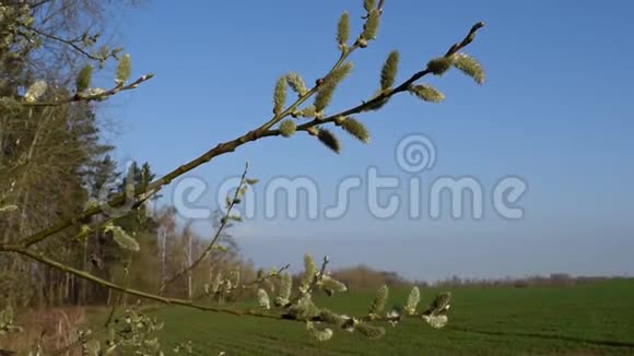 春性枝于风视频的预览图