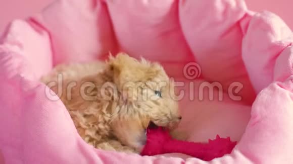 小狗在粉红色的背景下在巢穴里玩耍视频的预览图