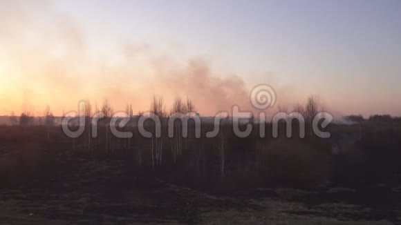 在日落背景下灭火后的后果田野上燃烧的黑草和烟雾景观视频的预览图