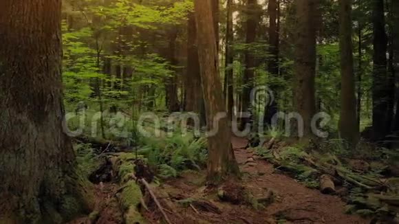 日落时分穿过森林小径视频的预览图