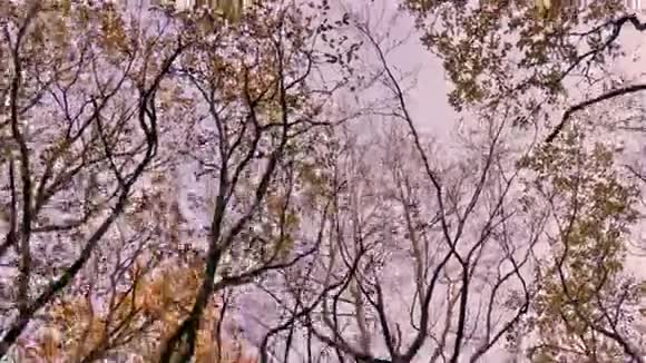 夕阳下的秋树视频的预览图