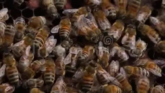 蜜蜂在蜂巢特写镜头视频的预览图