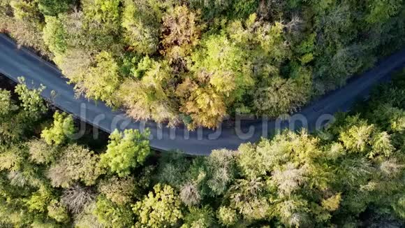 空中飞行在秋天绿树之间的道路上秋色绿色森林的空中飞行和汽车行驶视频的预览图