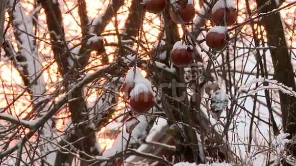 冬天田野里的霜草视频的预览图