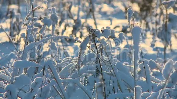 冬天田野里的霜草视频的预览图