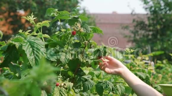 把成熟的红莓采摘到碗里视频的预览图