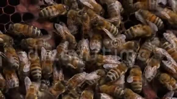 蜜蜂在蜂房特写镜头视频的预览图