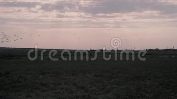 一群鸟在晚上从一个大田野飞走慢动作视频的预览图