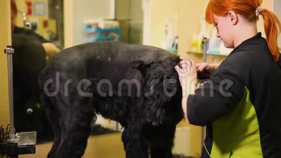一个专业的美容师在商店剪一个大的黑色小梗与剪刀头发去砍狗头视频的预览图