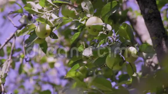 近景花园树上的绿苹果Ripen视频的预览图