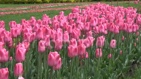 粉红色郁金香生长视频的预览图