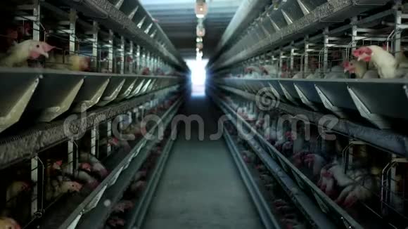 家禽养殖场鸡坐在露天笼子里吃混合饲料传送带上躺着母鸡鸡蛋家禽养殖场视频的预览图