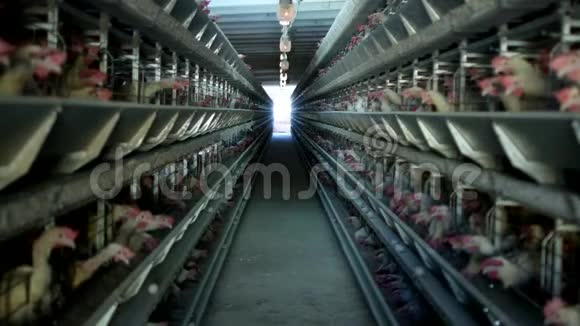 家禽养殖场鸡坐在露天的笼子里吃混合饲料传送带上躺着母鸡鸡蛋家禽舍视频的预览图