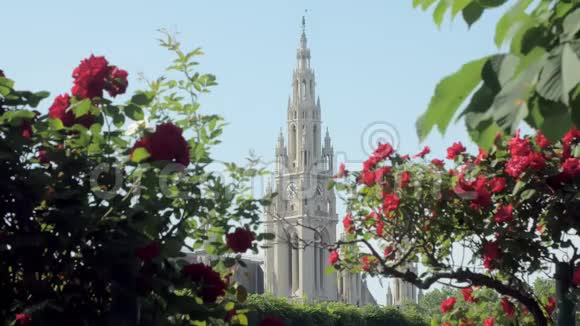 在阳光明媚的日子里用尖顶穿过红玫瑰灌木丛聚焦市政厅塔楼的移动镜头视频的预览图