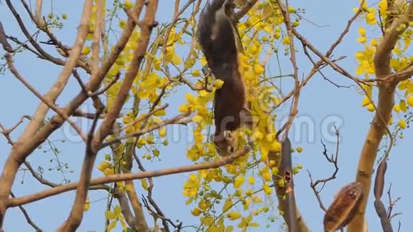 松鼠吃树上的花籽视频的预览图
