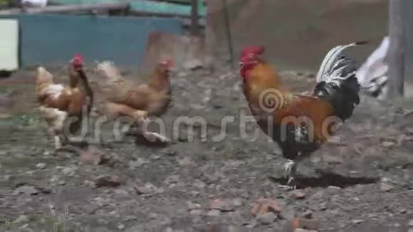 公鸡和母鸡视频的预览图