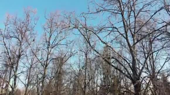 四架直升机升起并移除冬季森林的全景图太阳光射中摄像机视频的预览图