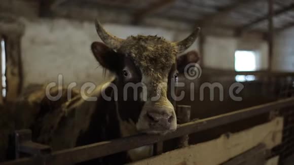 一只丑陋的大公牛在牧场吃饭时看着镜头农场里的公牛视频的预览图