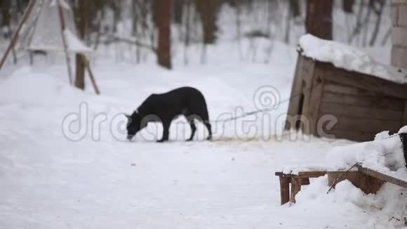 黑狗又在狗窝里叫了起来冬天乡下的狗视频的预览图