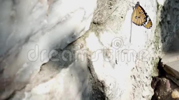 蝴蝶是天然岩石上的动物视频的预览图