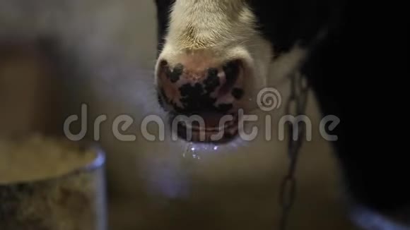 牛喝水后的湿鼻子逆光蒸汽来自鼻子嚼牛视频的预览图