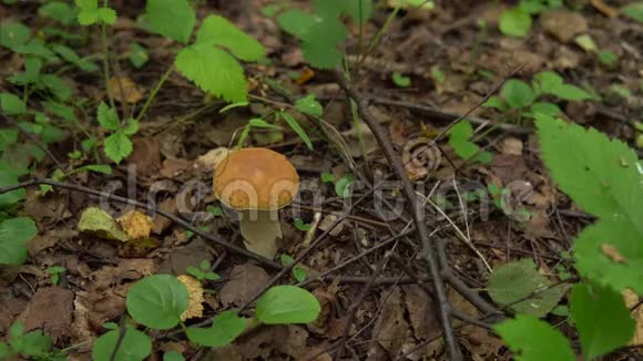 秋天在森林里采蘑菇有人用刀割蘑菇视频的预览图