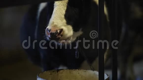牛喝水后的湿鼻子逆光蒸汽来自鼻子嚼牛视频的预览图