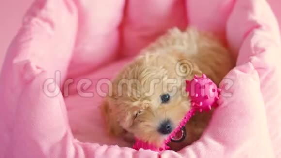 小狗在粉红色的背景下在巢穴里玩耍视频的预览图