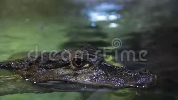 水表面水族馆里鳄鱼的嘴视频的预览图