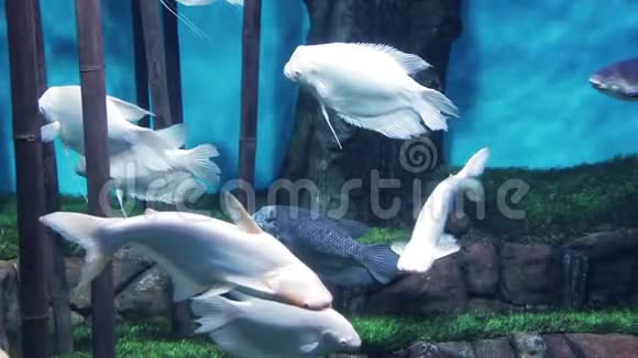 大鱼悠闲地在水族馆里游泳视频的预览图