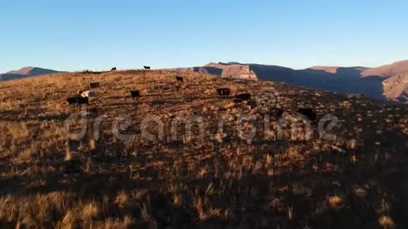 鸟瞰日落时一群牛的美丽景色视频的预览图