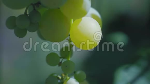 在一个村庄的花园中生长的近景绿色葡萄视频的预览图
