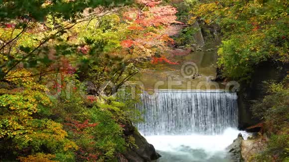 秋天色彩斑斓的观叶与水流视频的预览图