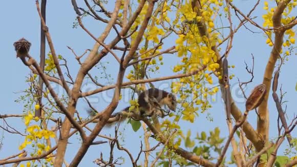 松鼠吃树上的花籽视频的预览图