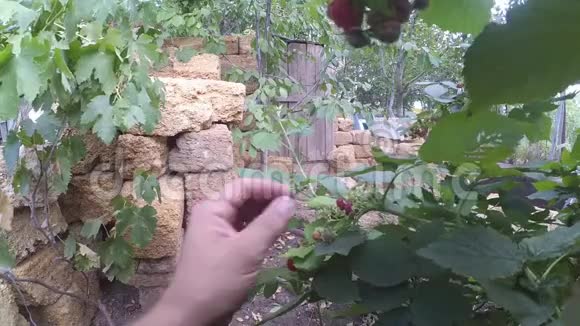 灌木丛中的甜覆盆子视频的预览图