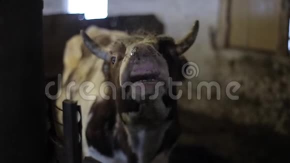 一只丑陋的大公牛在牧场吃饭时看着镜头农场里的公牛视频的预览图