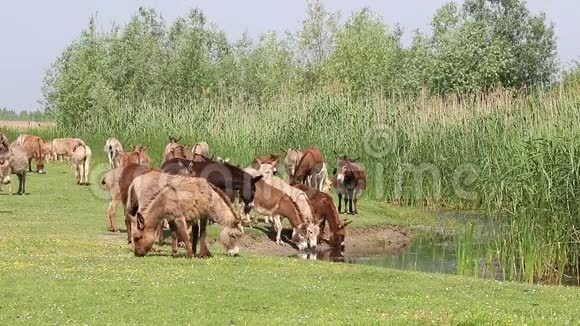 驴群喝水视频的预览图